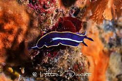 Hypselodoris tricolor by Vittorio Durante 